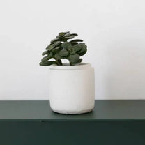 עציצי בטון מעוצבים