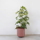 כד ממוחזר לעציץ כד מתכת עם ידיות