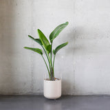 כד ממוחזר לעציץ כד מתכת עם ידיות